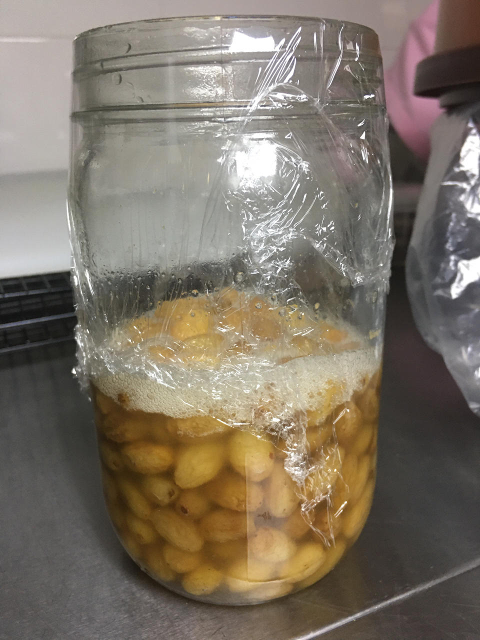 葡萄菌水&葡萄菌种养成记