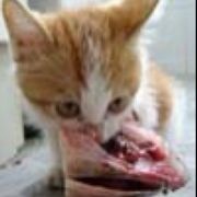 zizzcat-1