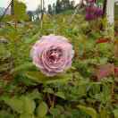Wanglan
