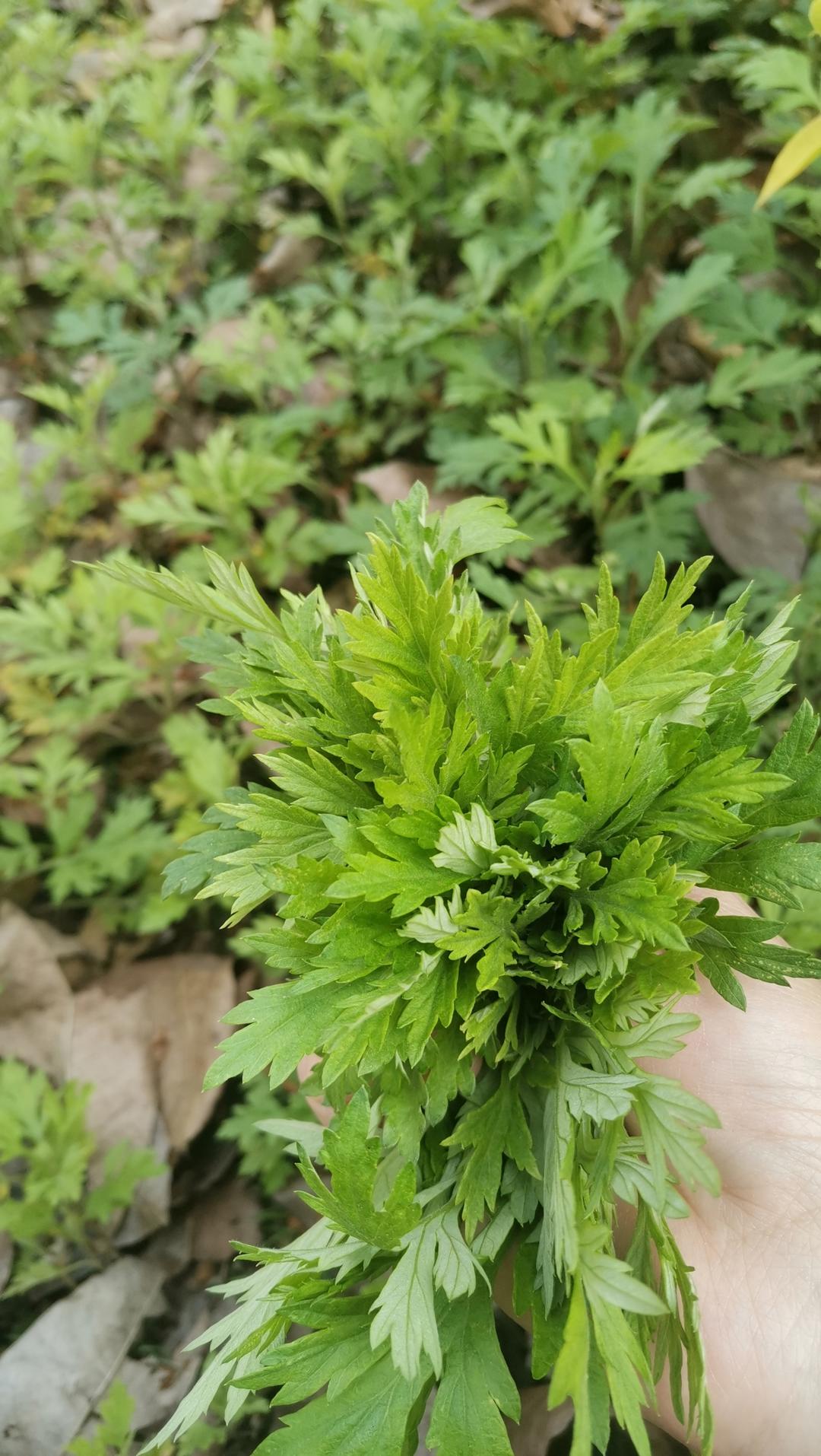 清明必吃的艾草青团