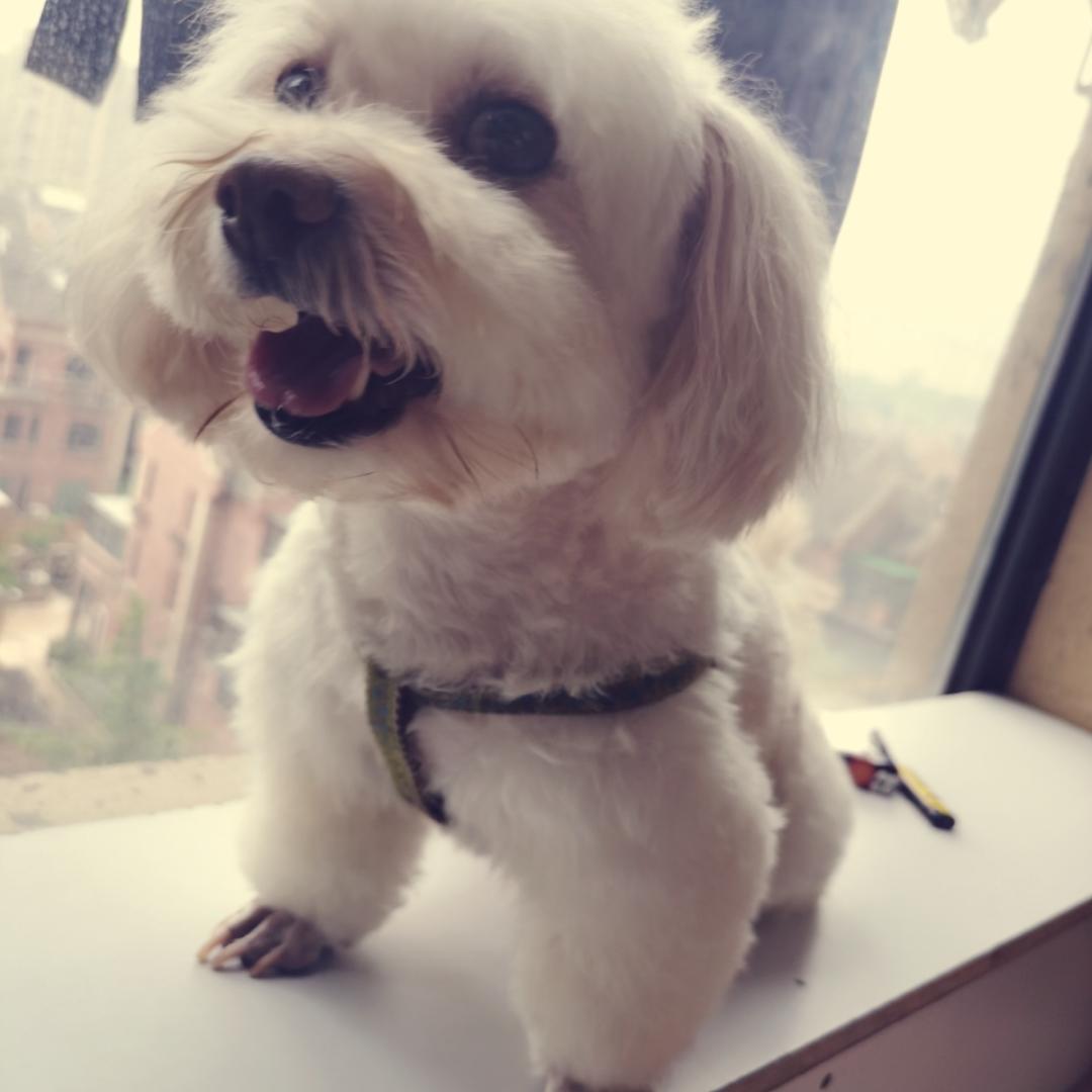 开心真的很开心
