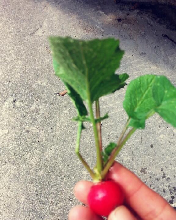 玫瑰酒实验_二锅头浸泡_已完成