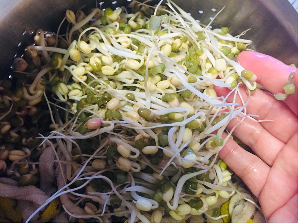 自家发绿豆芽
