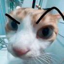 小猫要去码头搞点薯条77