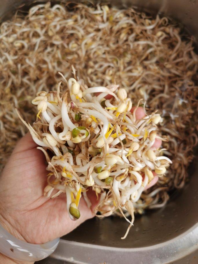 自发绿豆芽