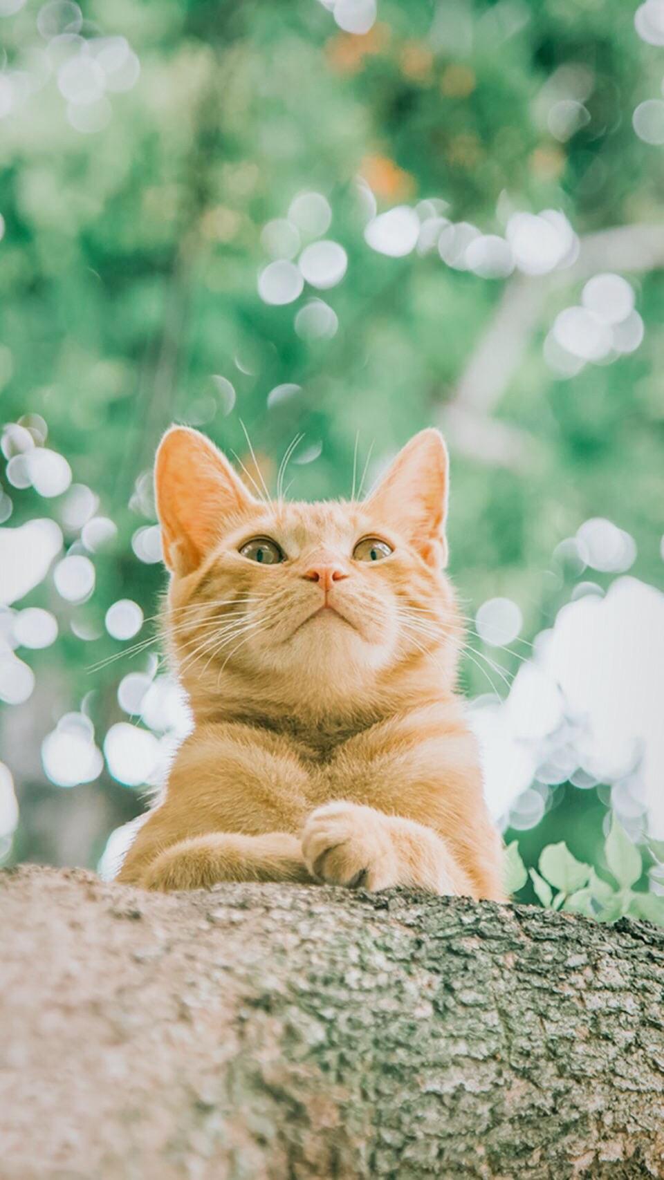 咖喱芝士方便面的做法