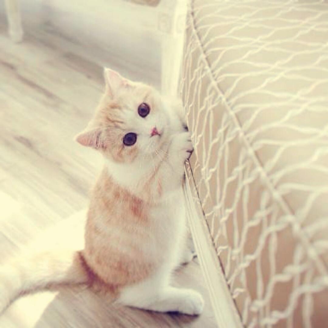 nancysi