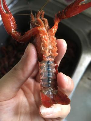 香辣小龙虾🍤最全小龙虾清洗步骤的做法 步骤8