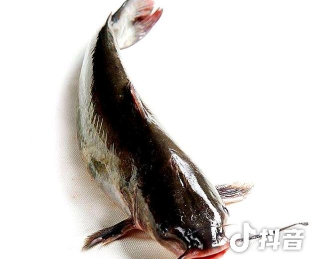 红烧清江鲢鱼（鄂西南土家族美食）的做法