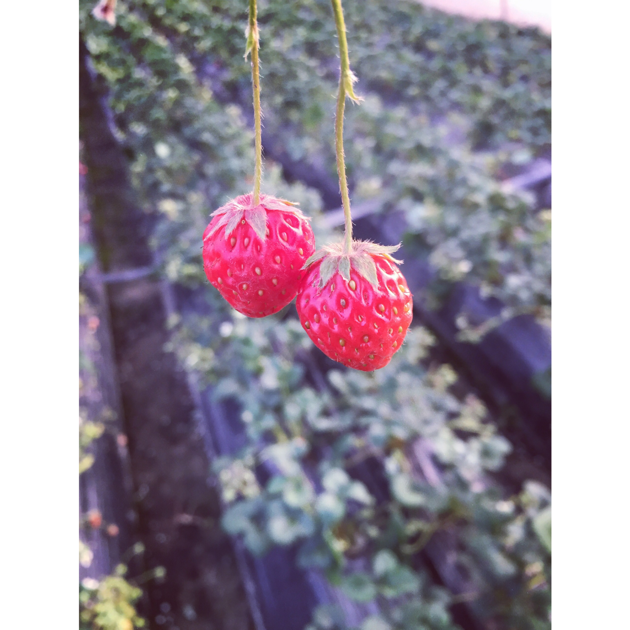 今冬第一颗草莓