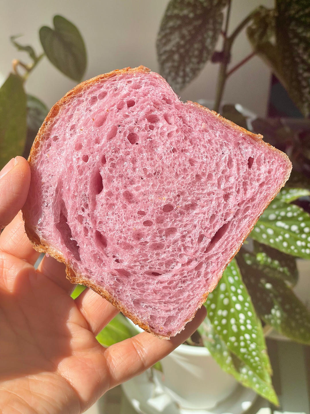 纯鲁邦种蓝莓脆皮吐司