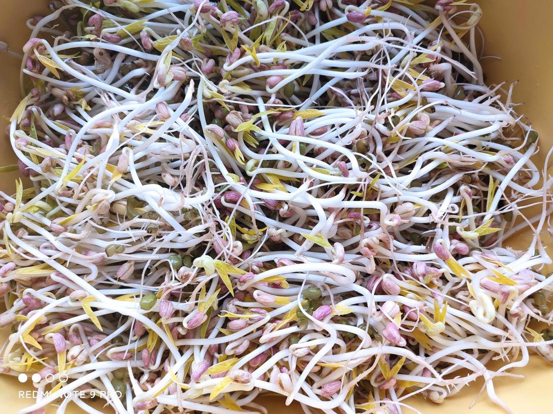 在家自发绿豆芽，只需绿豆和水，1天出芽，3天就能吃，0添加