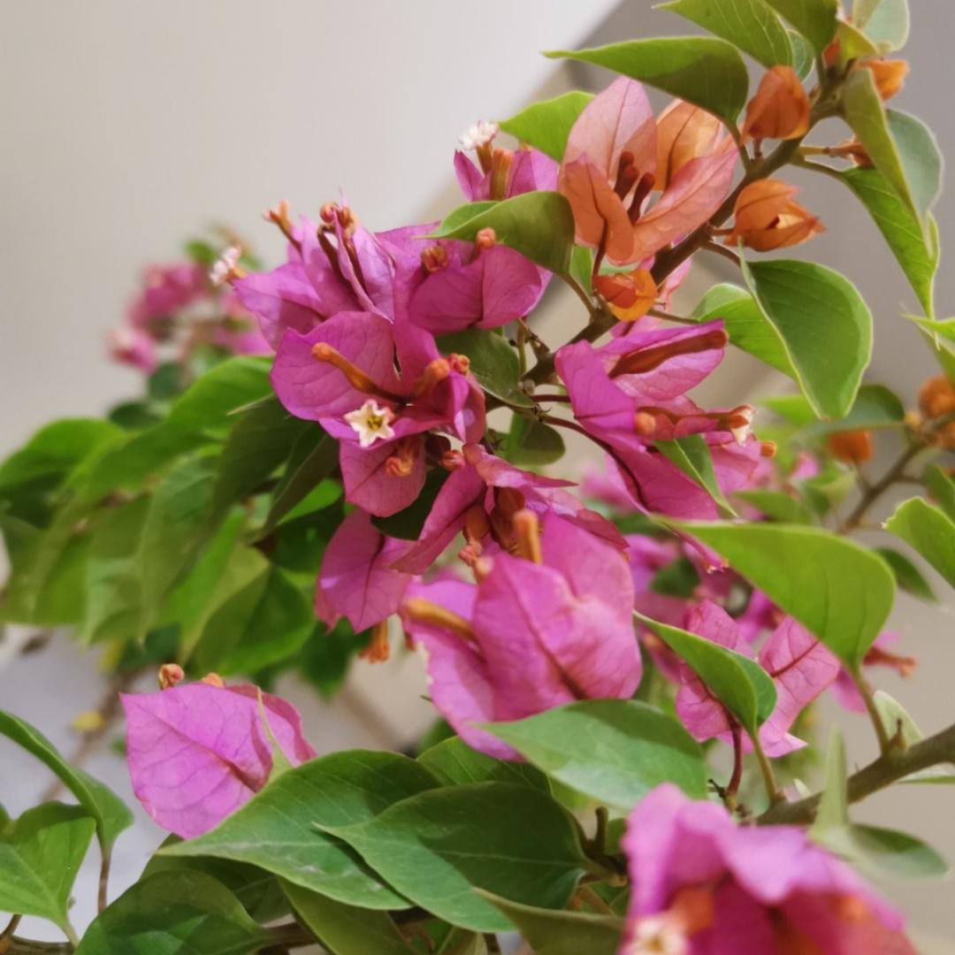 阳台上的小幸福