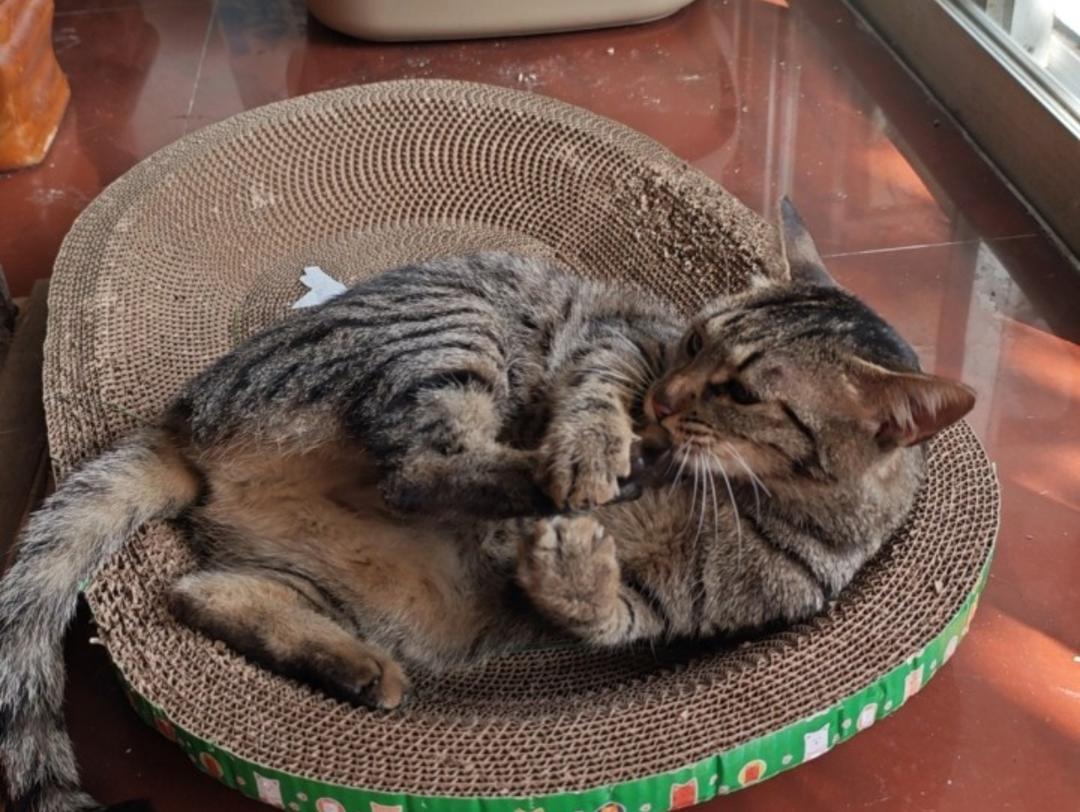 我的猫咪辅食集