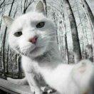 单身狗狗粮自制指南