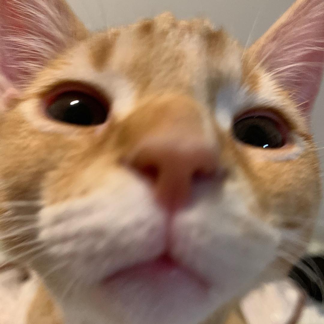 吃嘛嘛香自己做的最香