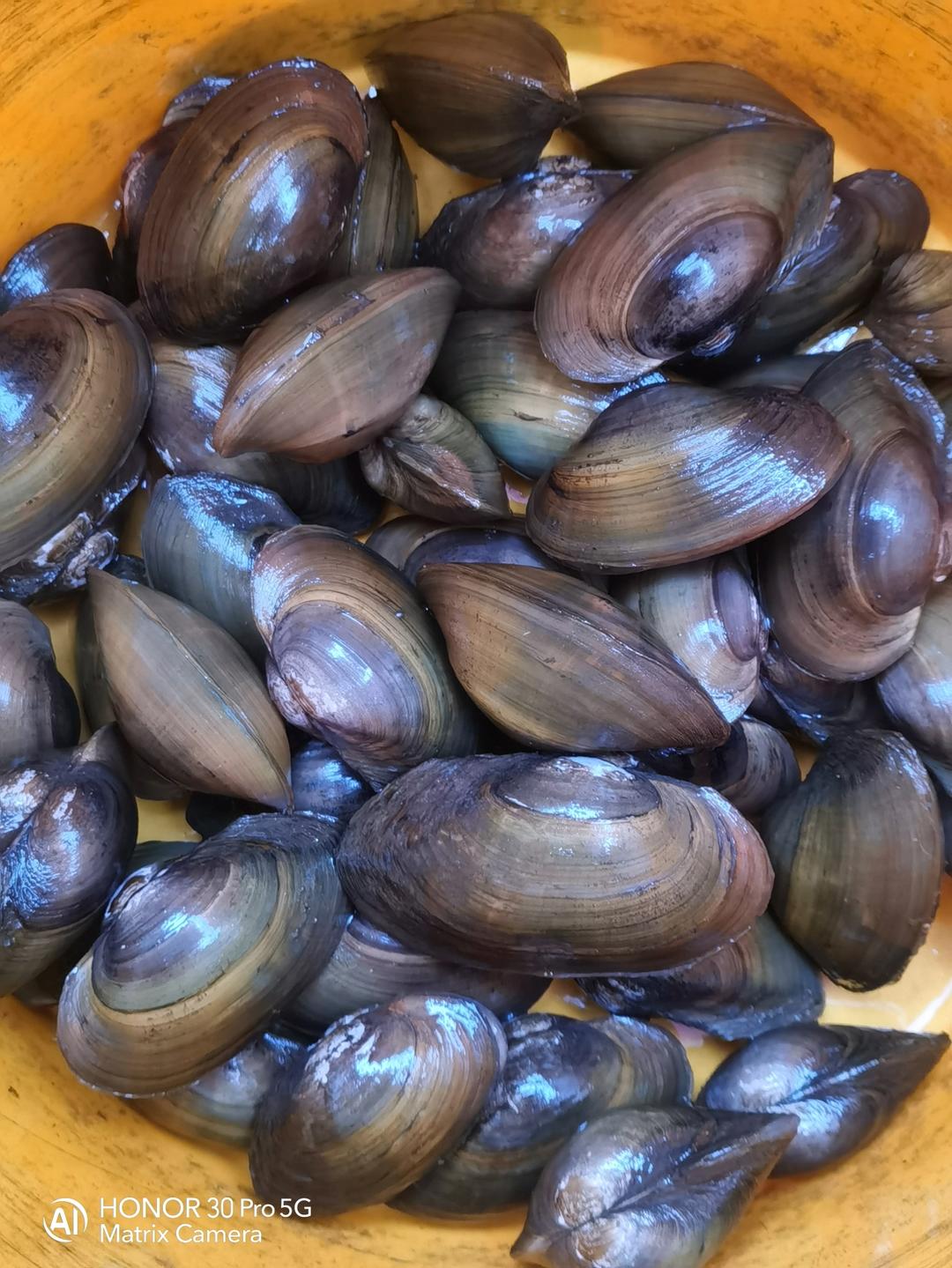 早春鲜品：河蚌豆苗汤