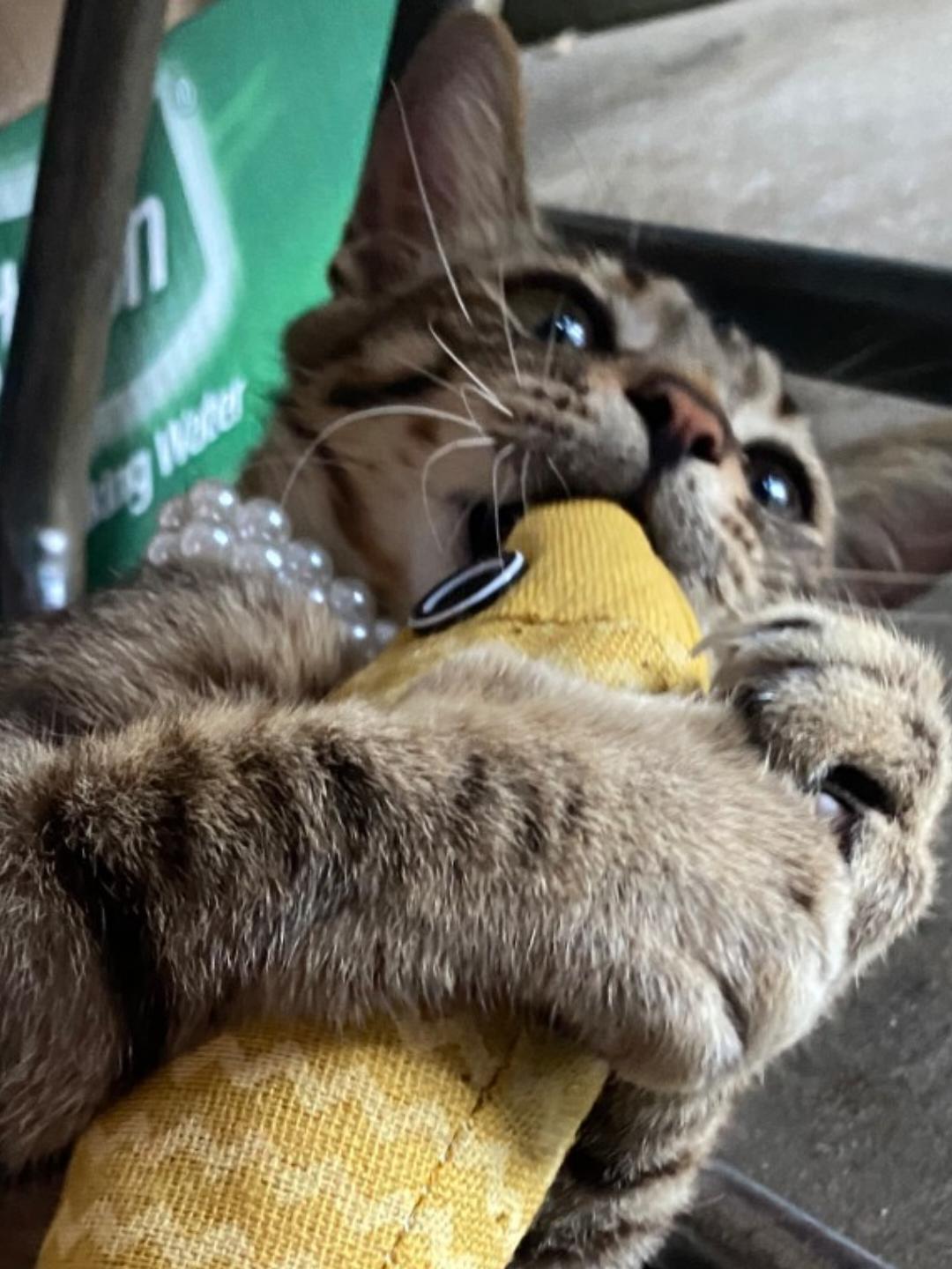 能吃是福福福福福