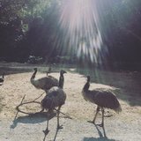 韭菜肉丝