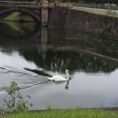 午后的淡淡绿茶