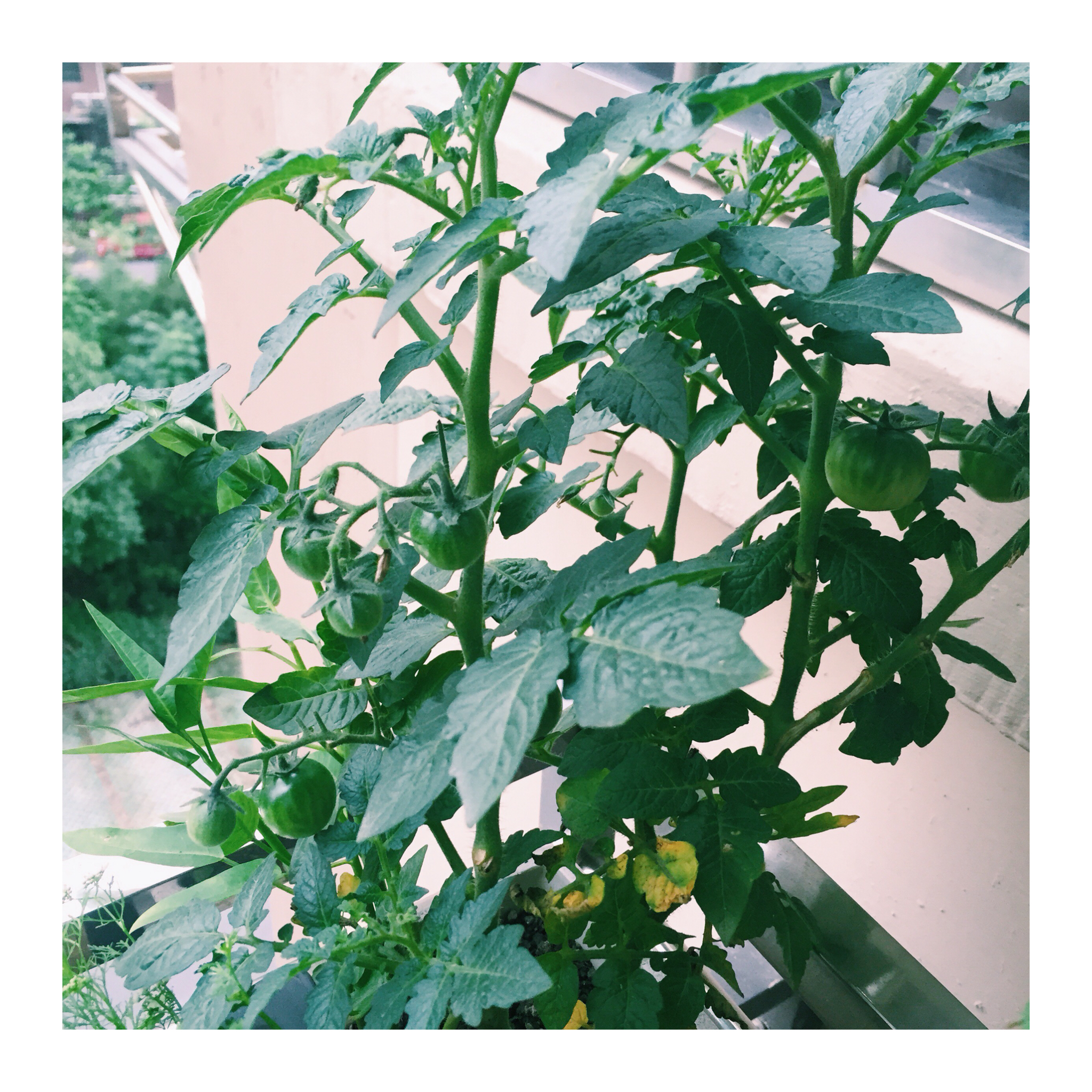 生菜（色拉用）生长记