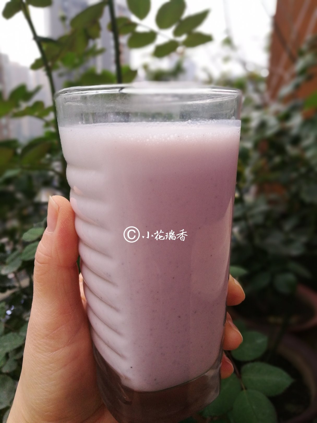 椰浆牛奶紫米露
