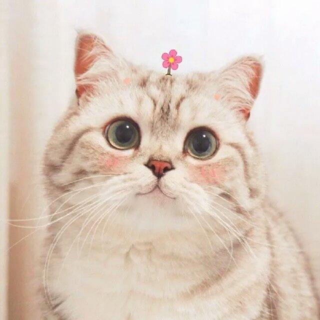 低调的醋
