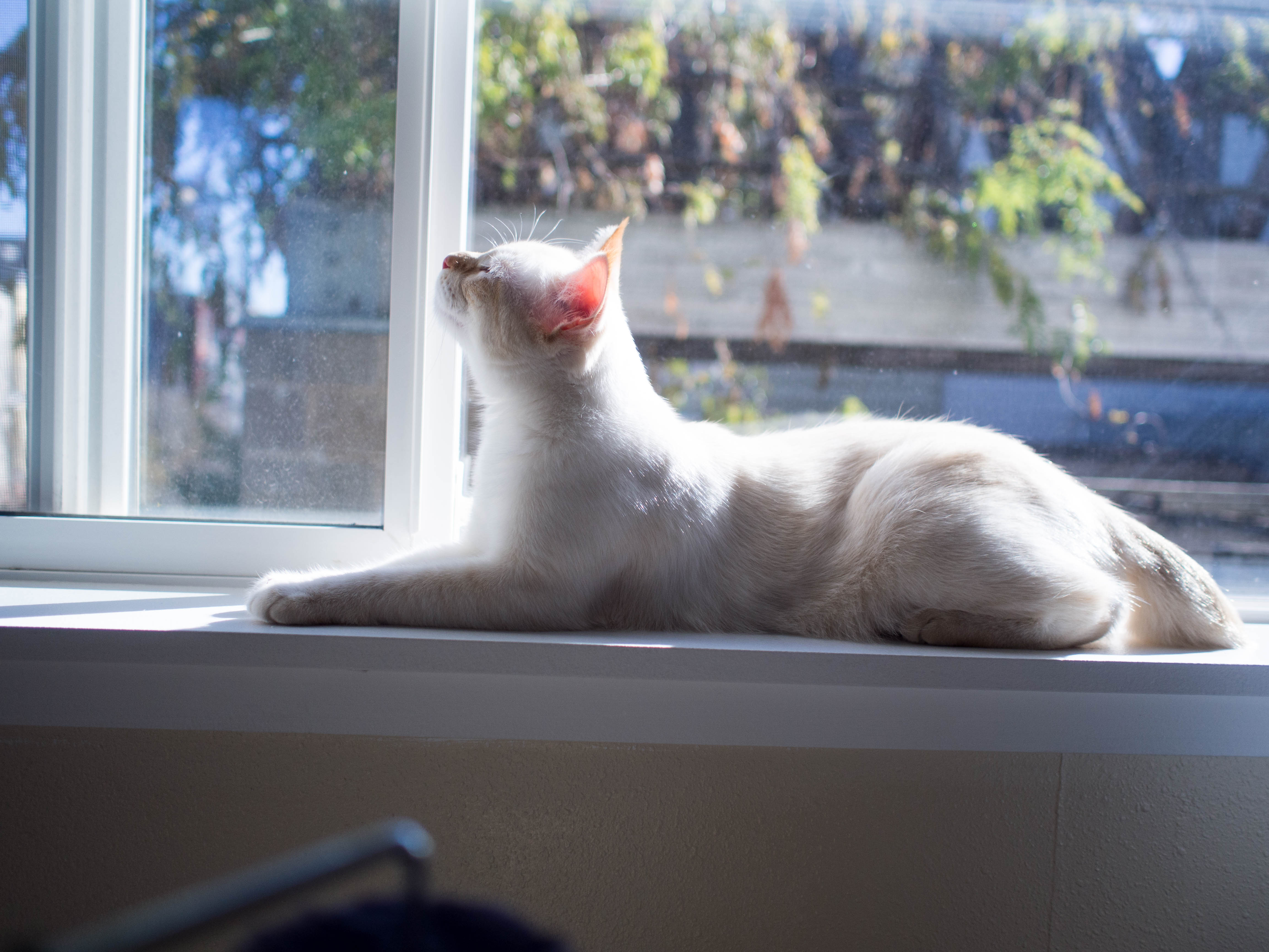 墩墩是只小白喵