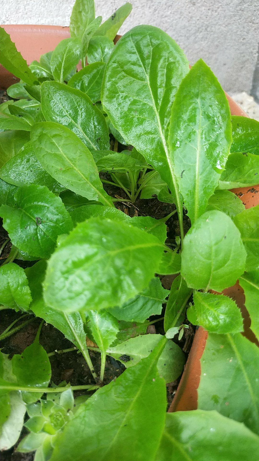 快手摊煎饼（电饼档版）