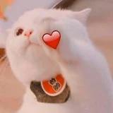 记录自己成功的食谱