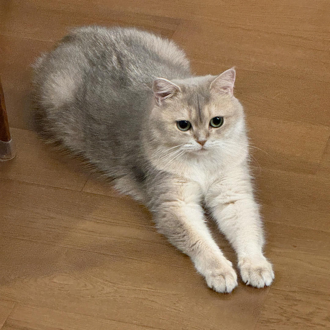 兔咪小厨