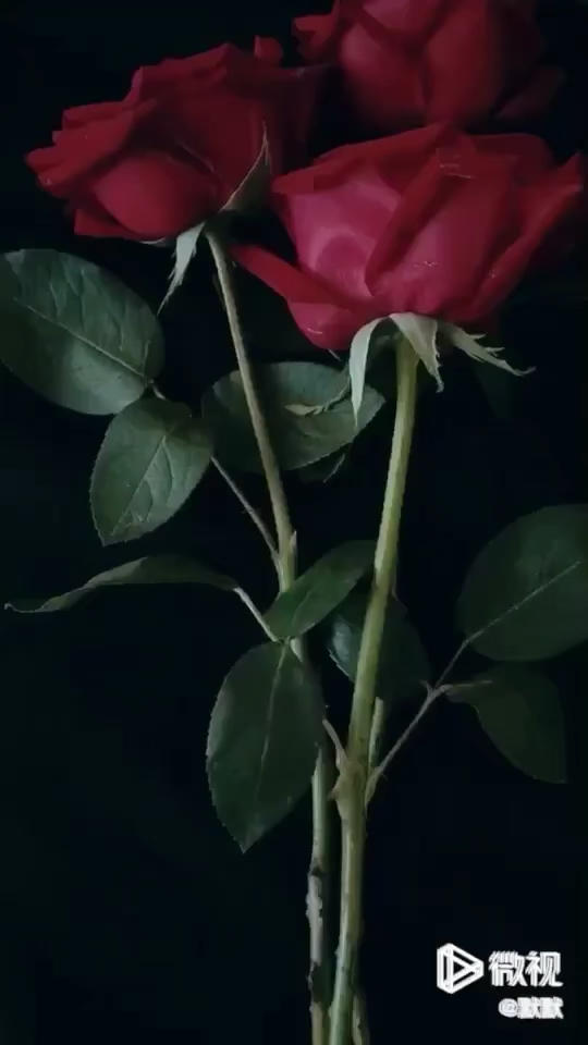 超浓郁醇厚的咖啡豆曲奇