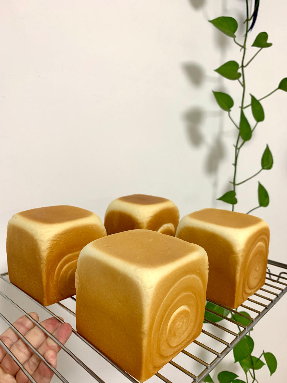 🍞10X10水立方｜可爱小吐司｜经典白吐司