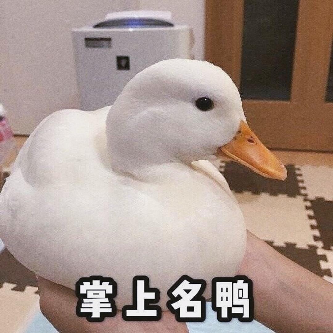 被现实打败的鱼