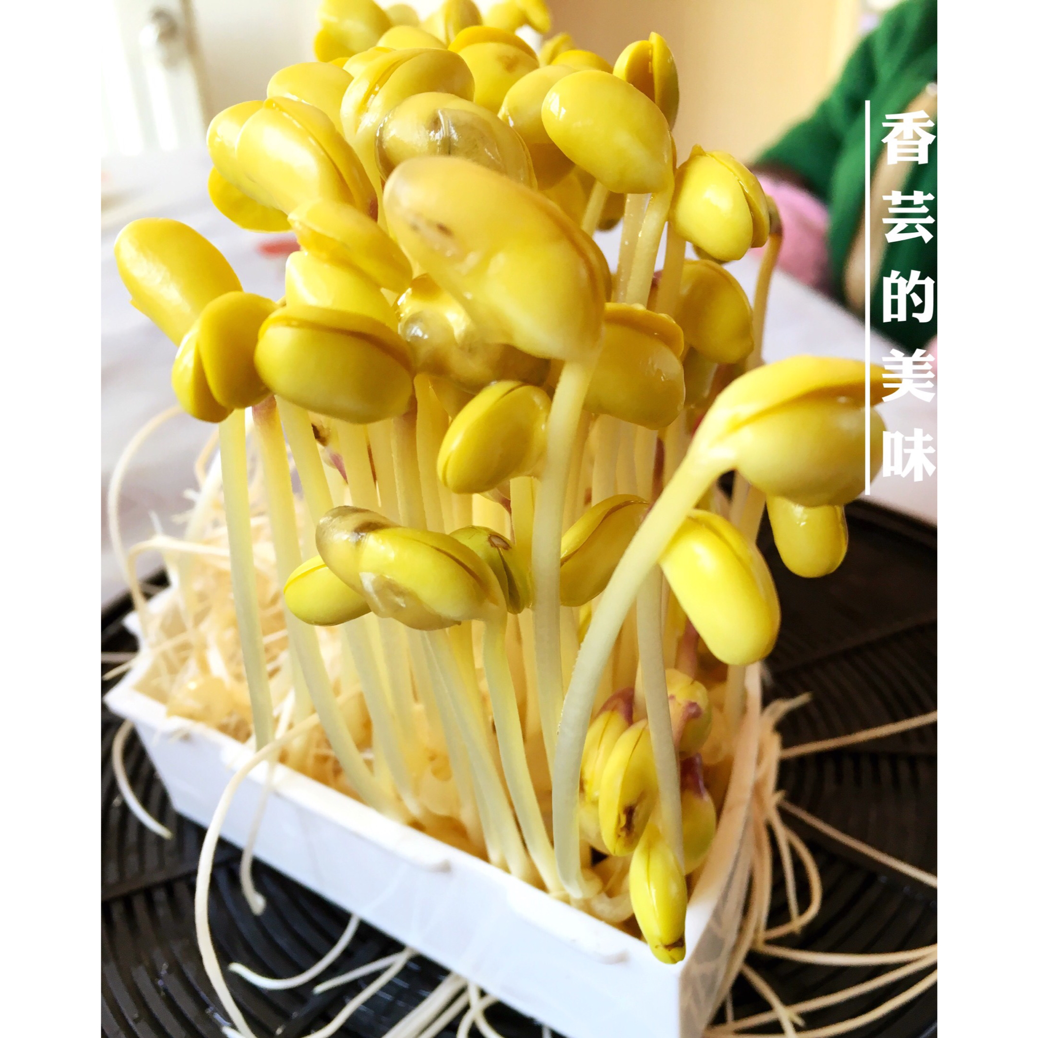 自然生环保豆芽（豆芽机版）