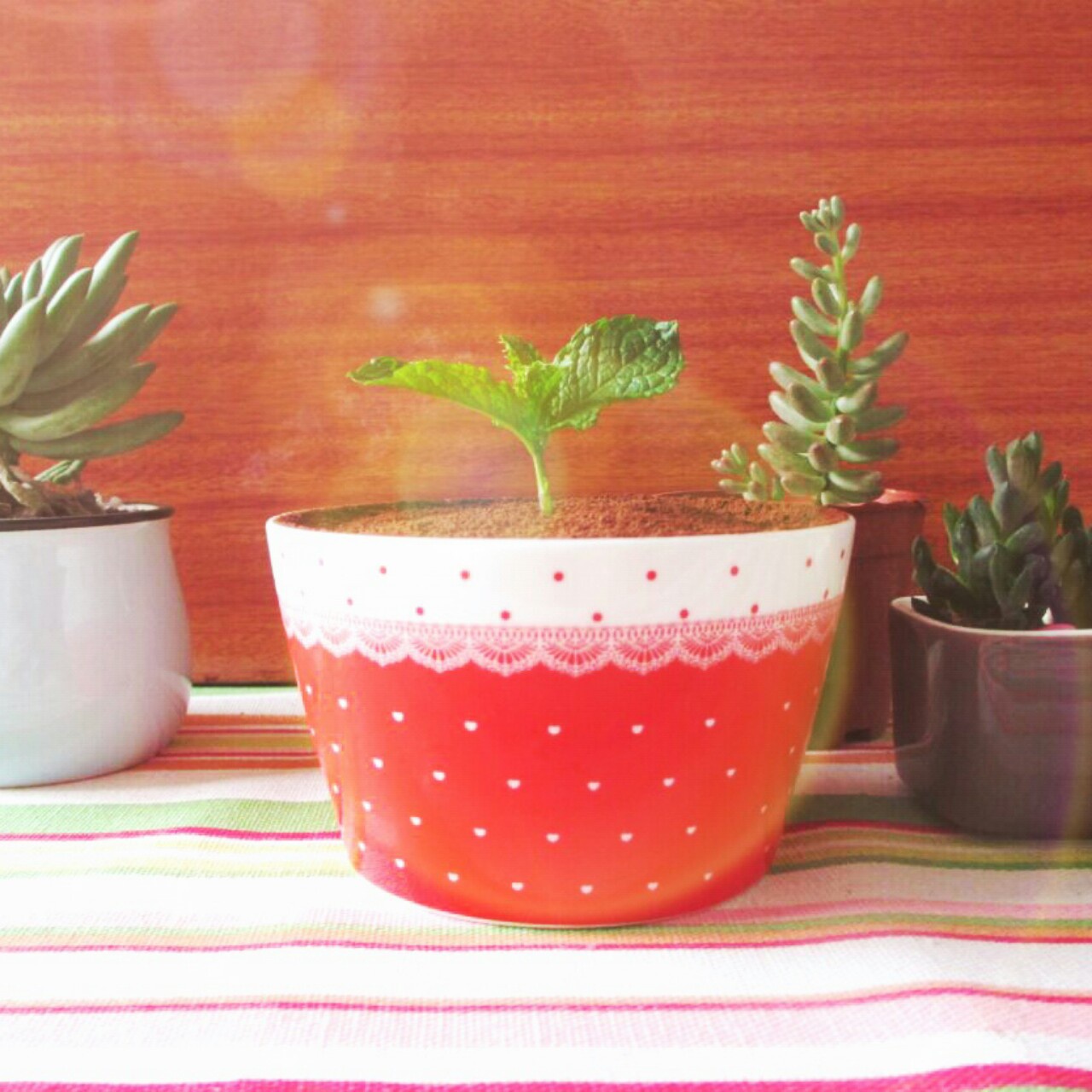 巧克力慕斯蛋糕