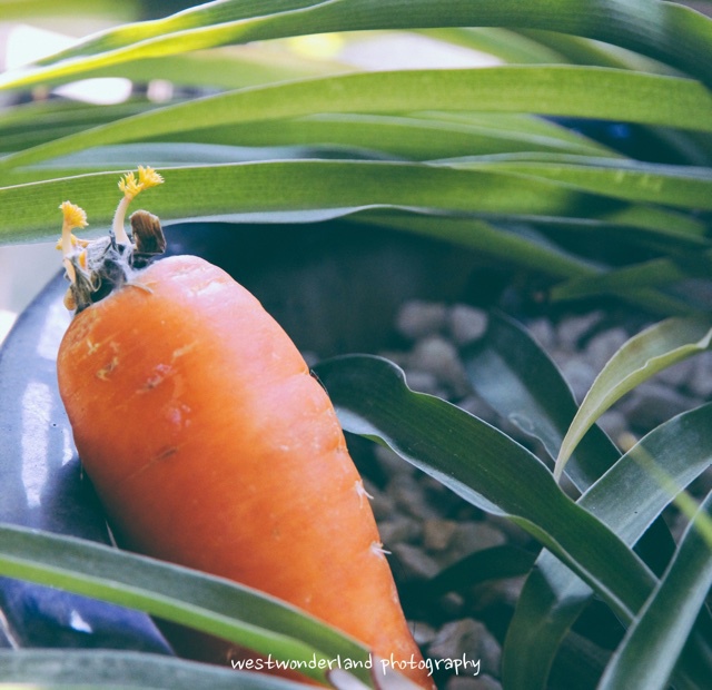 如何吃掉一只胡萝卜~
