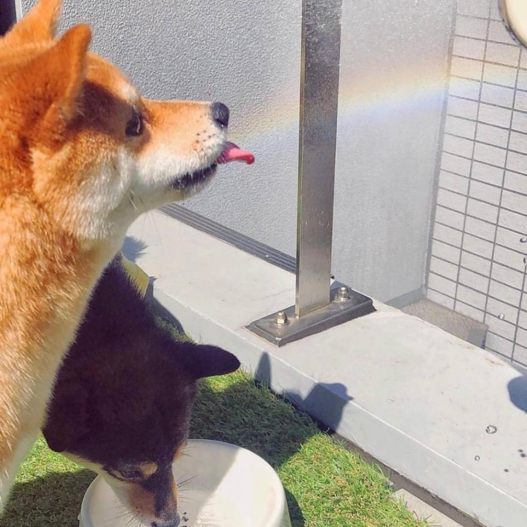 瘦死的骆驼没我大