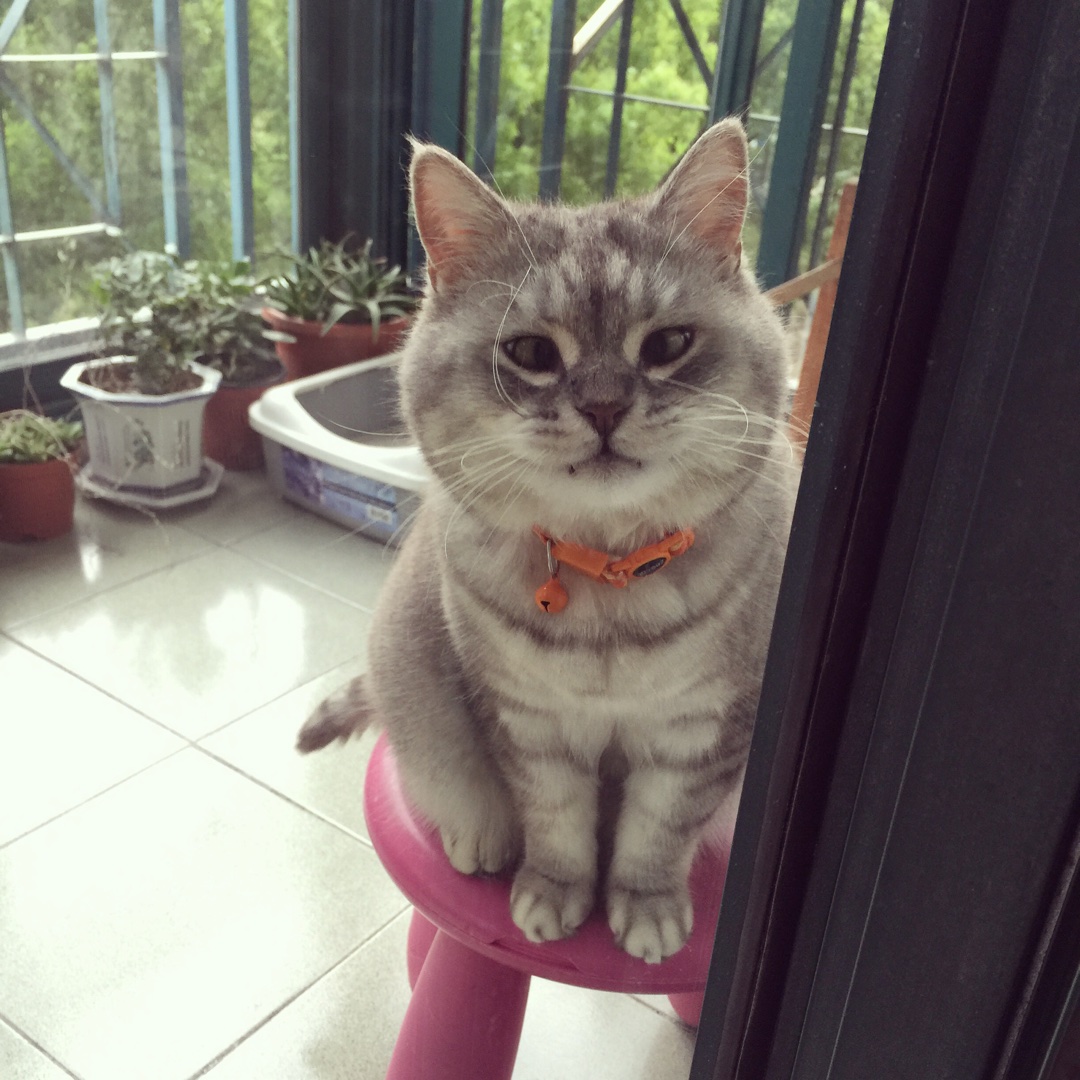 小T抱著胖叮轉眼夏了又秋