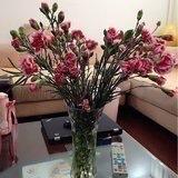 Cici爱吃冰冰糖糖