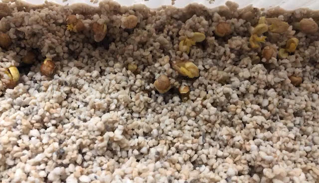 自发花生芽珍珠岩版