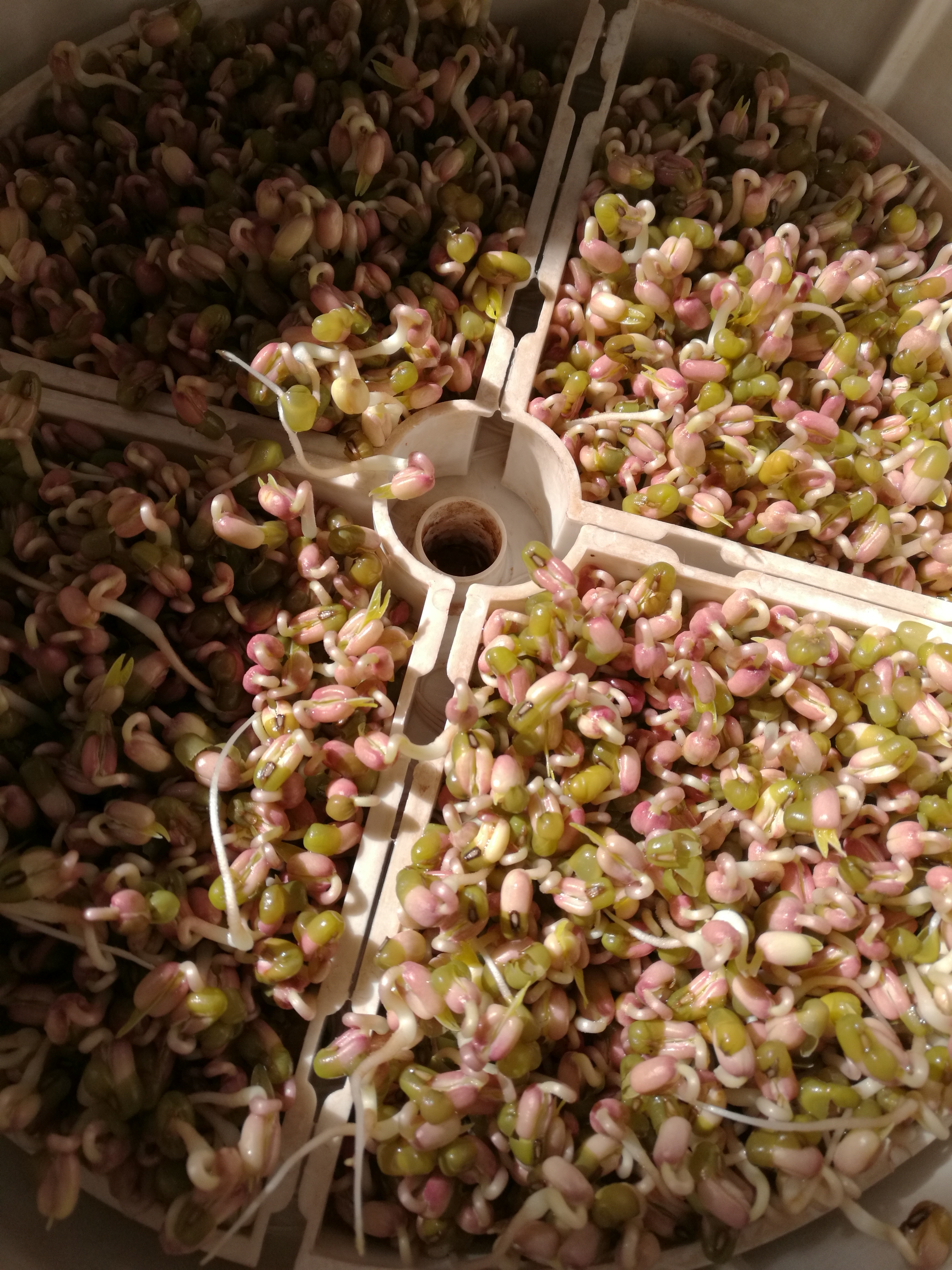生绿豆芽的做法 步骤3