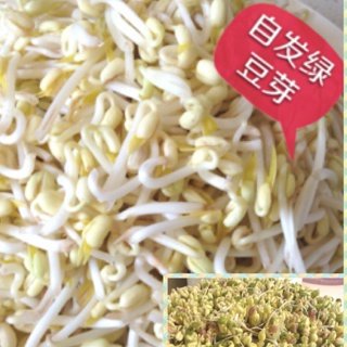 自发绿豆芽