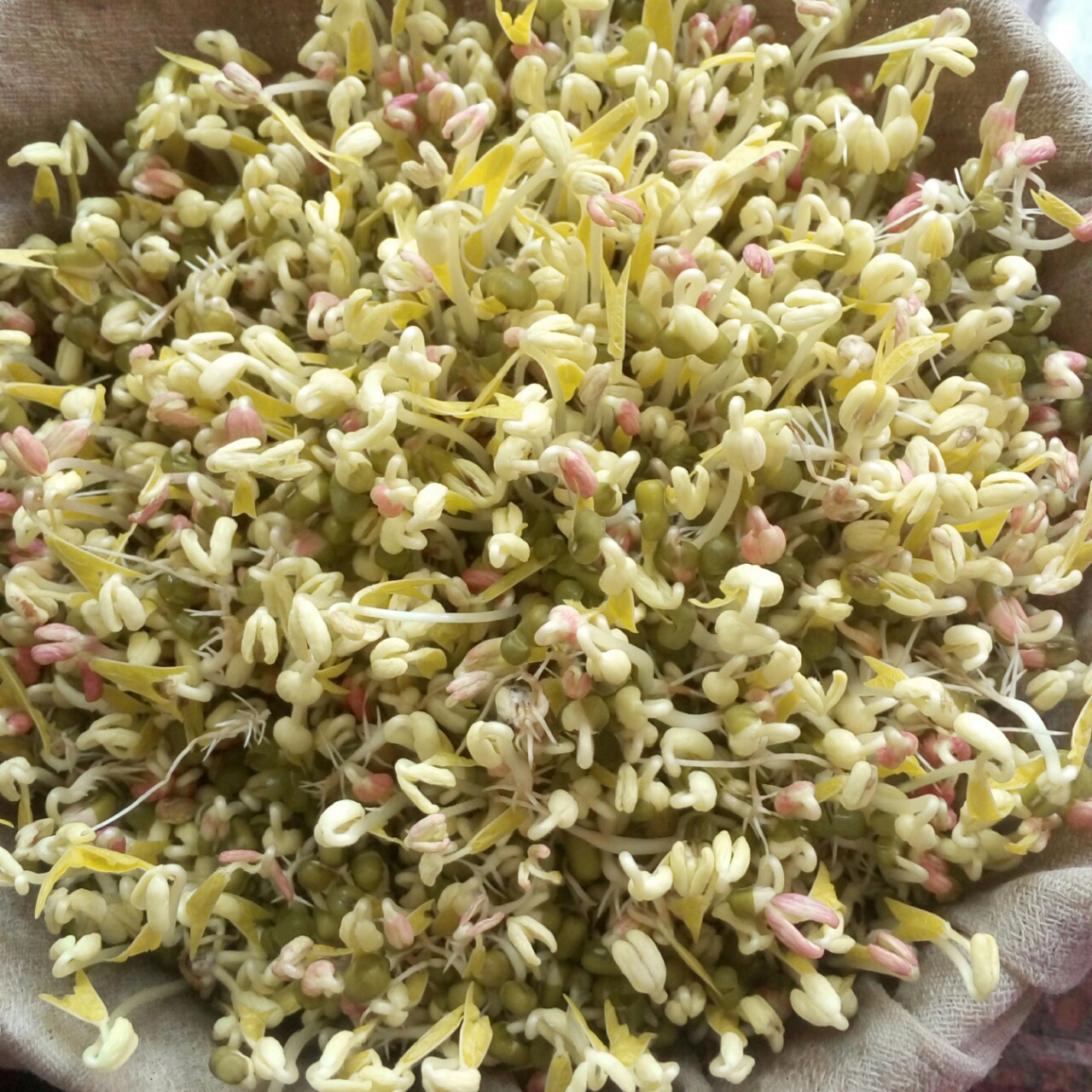 自制豆芽