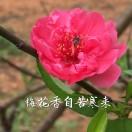 梁东梅老师