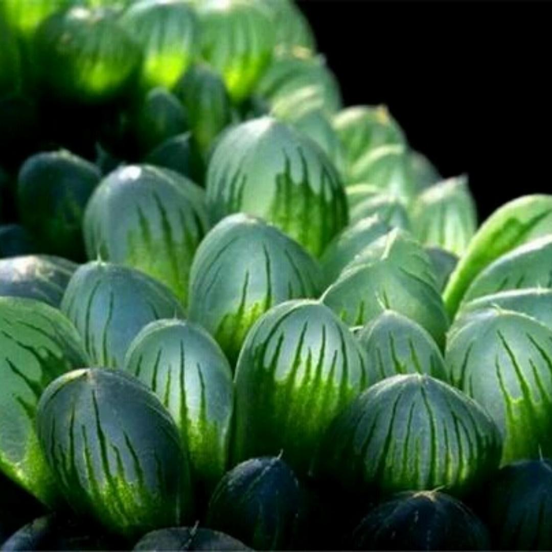 七哥已经存在了