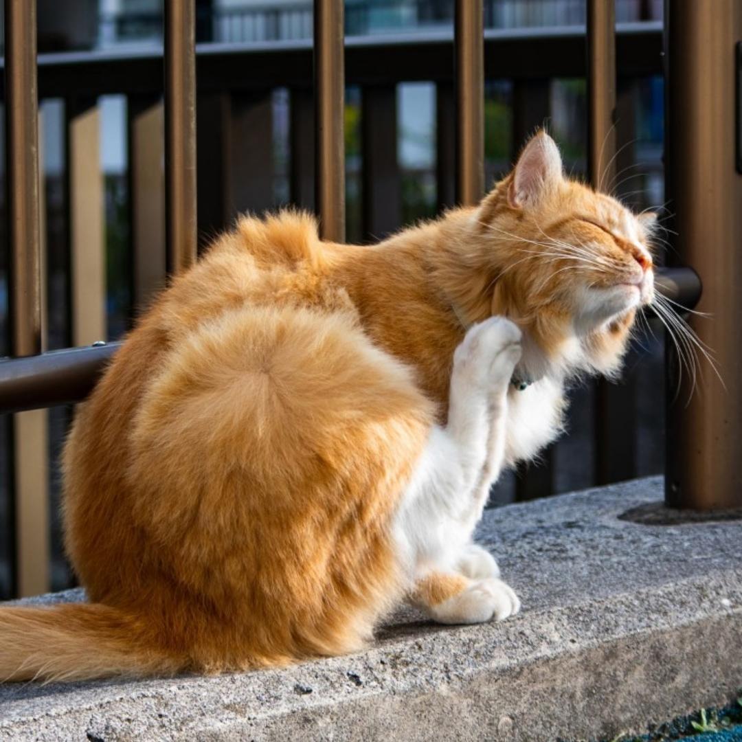 斩月南瓜-厨房杀手lv1