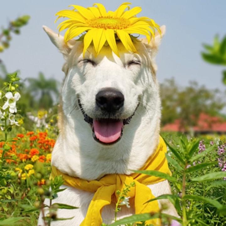 王校长的儿子_qv39