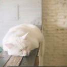 outsidecat