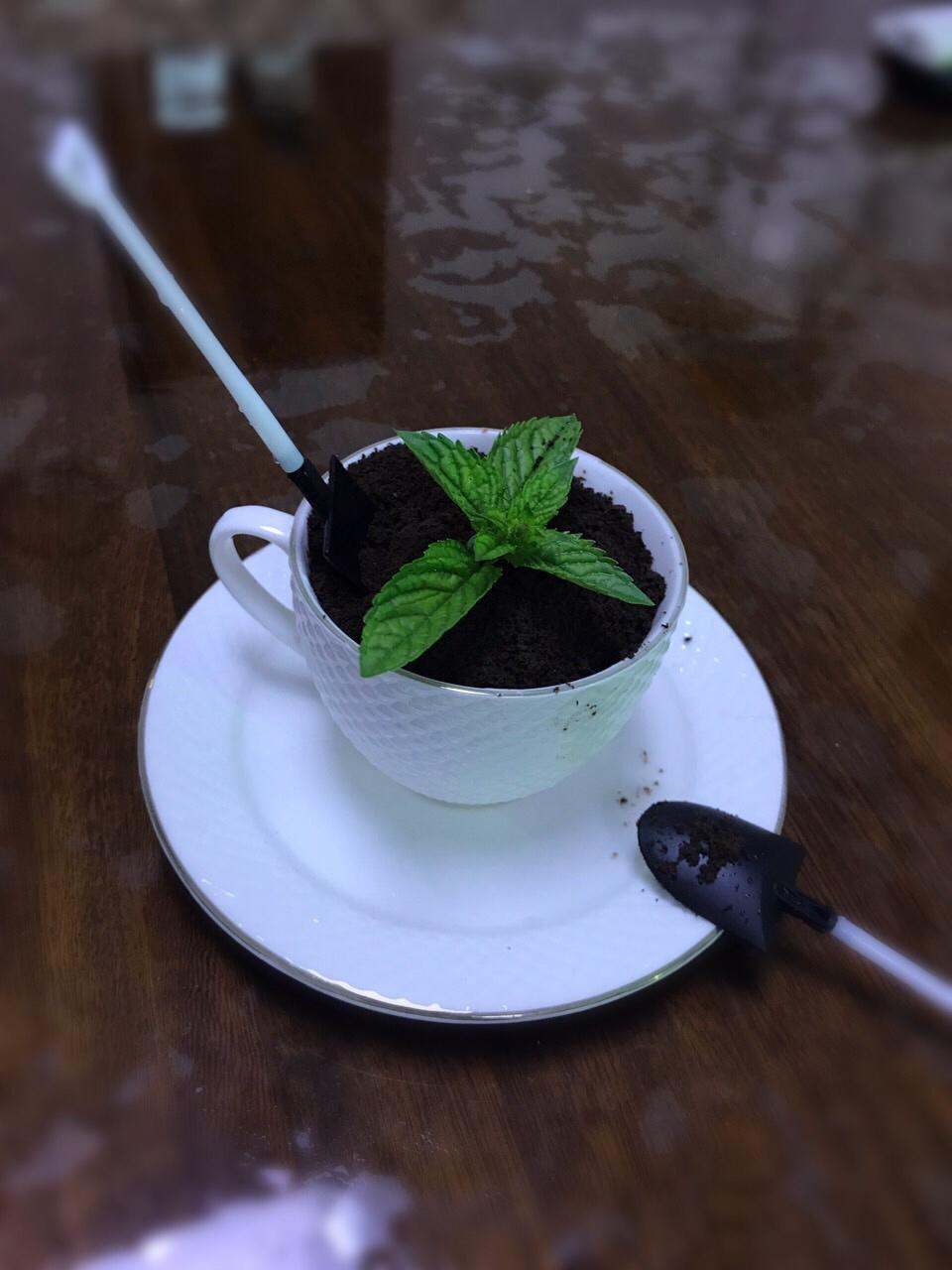 小清新酸奶盆栽